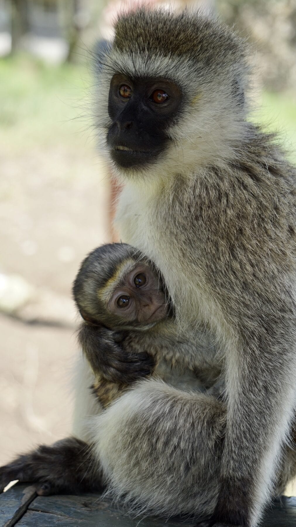 National Park Hell's Gate Kenia aap