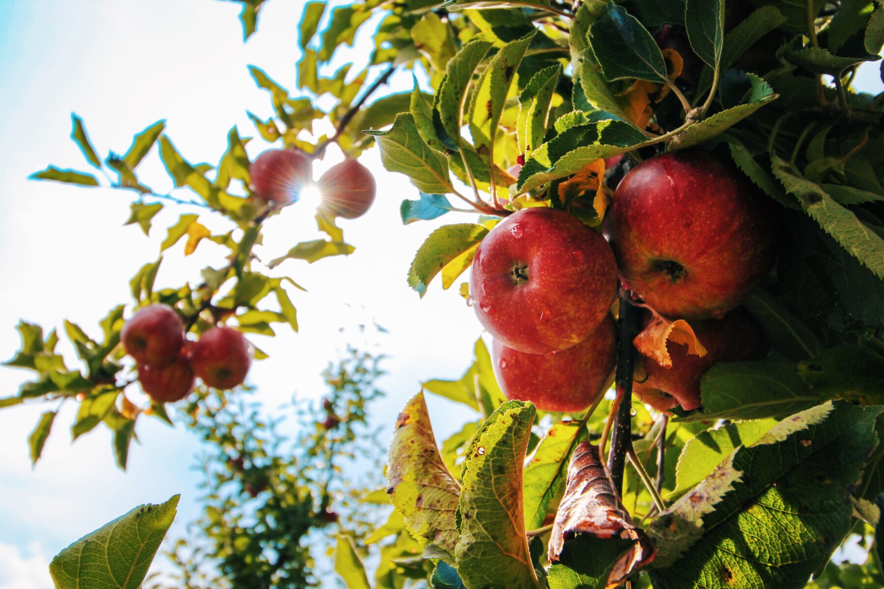 Appelboomgaard