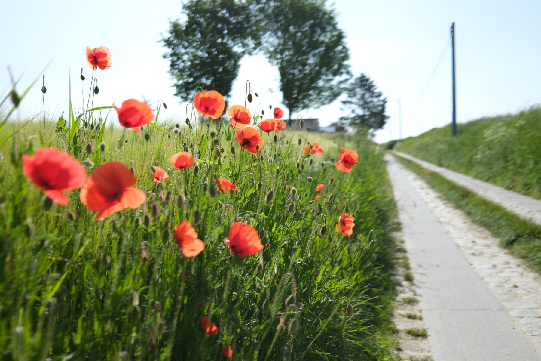 Schilderachtig landschap Bruegelroute