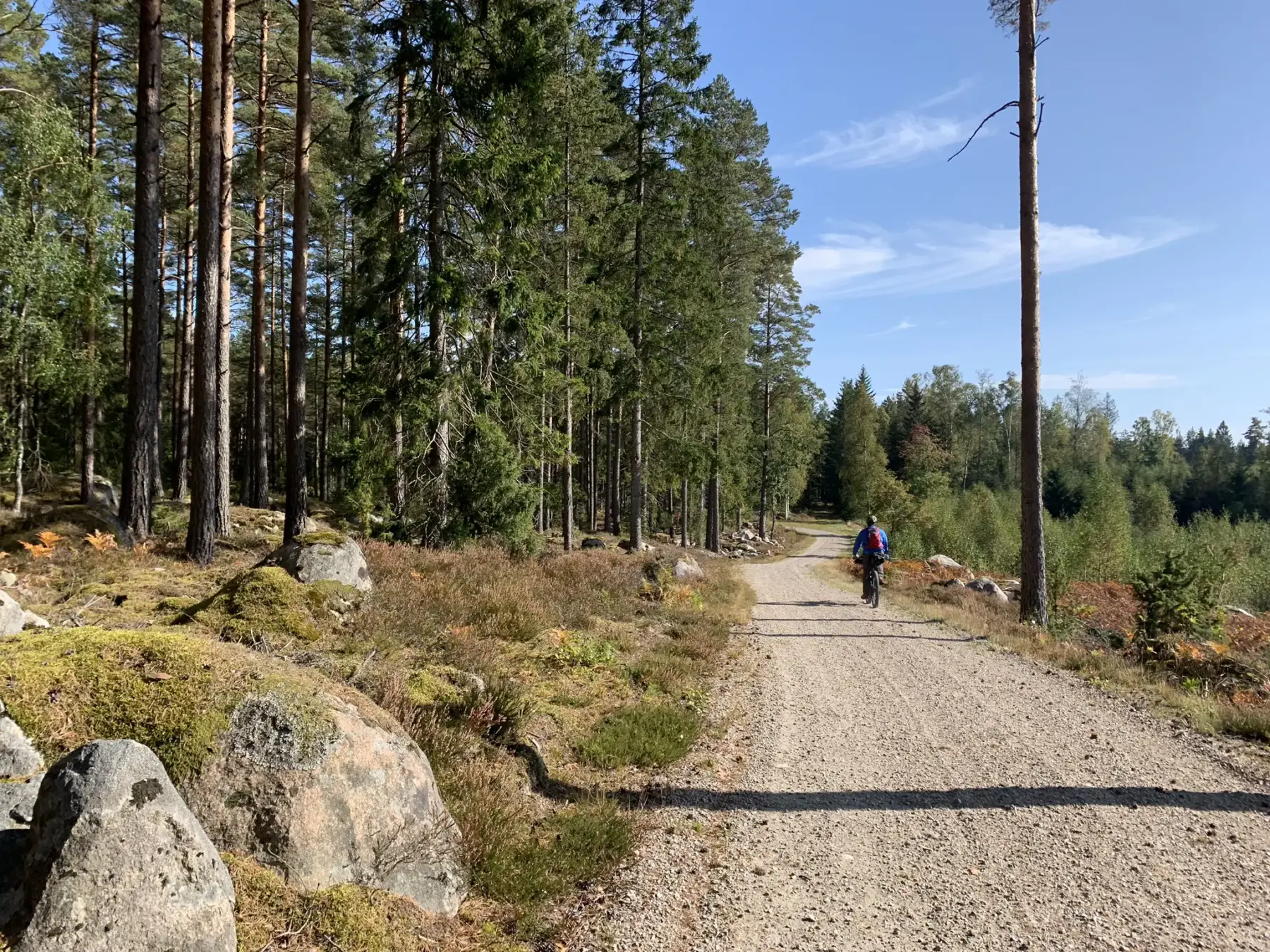 Bikepacken in Zweden bossen