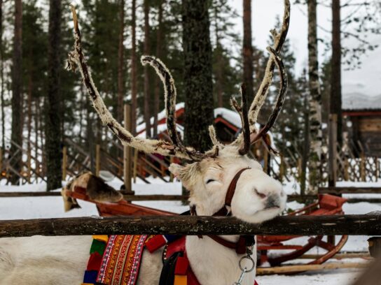Lapland Travel in Rovaniemi, Finland
